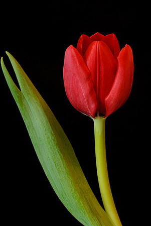 Tulip